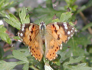 �����{�����q���A�J�^�e�n