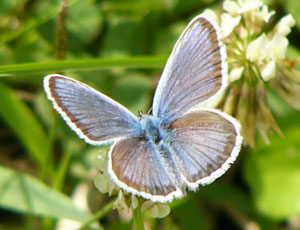 �q���V�W�~�̃I�X����