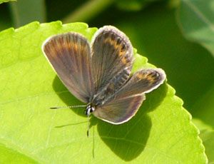 �q���V�W�~�̃��X���ȁH