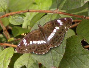 �C�`�����W�`���E