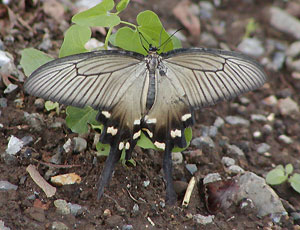 �W���R�E�A�Q�n���č���