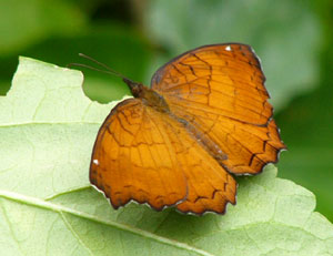 �J�o�^�e�n