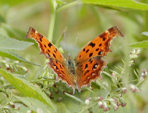 �H�͂��ꂢ�H�L�^�e�n