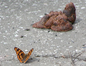 ���I�M���o�G����