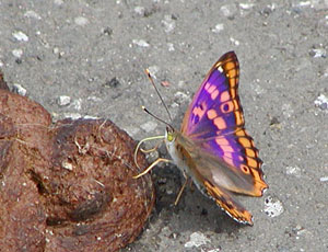 ���������Ă������J��