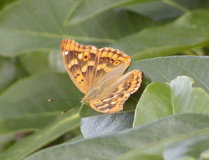 �܂��Ƃ��ȃR�����T�L