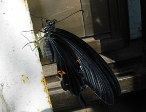 �ł����ăN���A�Q�n