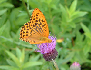 �~�h���q���E����