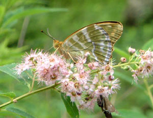 �ʎ킩�Ǝv�����~�h���q���E������