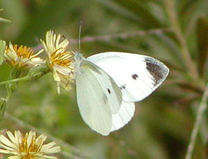 ���܂ɂ̓����V���`���E