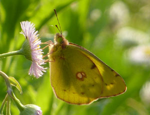 ���郂���L�`���E