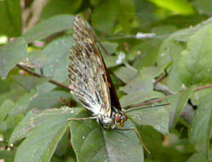 �I�I�����T�L���Ă�