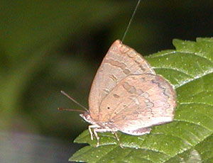 �����T�L�V�W�~���ۂ�