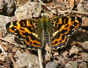 �T�J�n�`�`���E