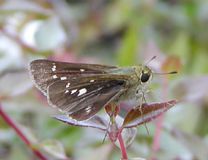 �Ԃ�ȓ��̃C�`�����W�Z�Z��