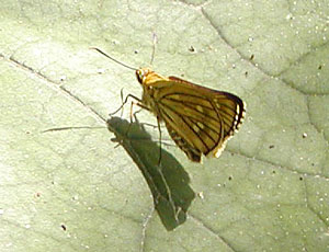 �U������Ȃ��R�`���o�l�Z�Z��