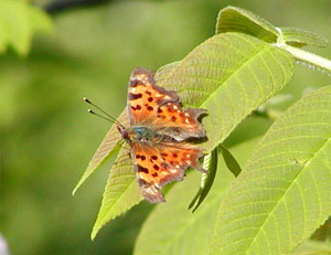 �V�[�^�e�n