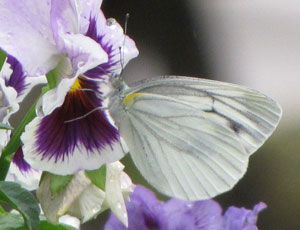 �X�W�O���V���`���E�H