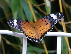 �c�}�O���q���E����