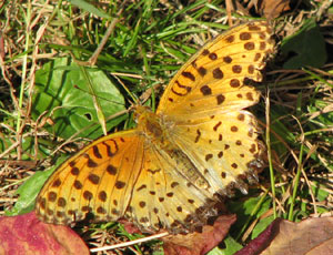 �c�}�O���q���E�����j�q