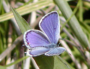 �c�o���V�W�~