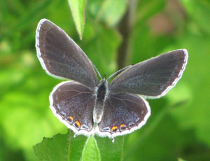 ���Ԃ񂱂���c�o���V�W�~