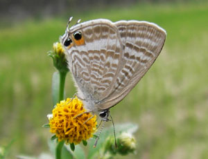 �E���i�~�V�W�~