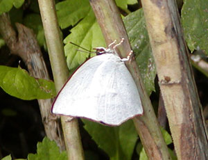 �E���M���V�W�~�̗�