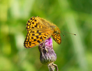 �E���M���q���E����