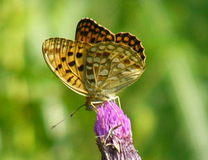 �E���M���q���E������