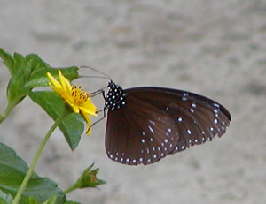 ���G���}�����T�L�����H