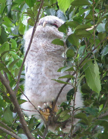 �Ȃ񂩔��ł�