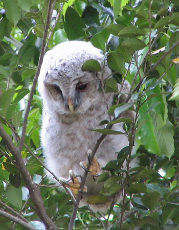 �}�ɂ͂��܂���������Ȃ�