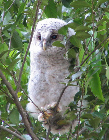 �܂��߂Ȋ�͌�����