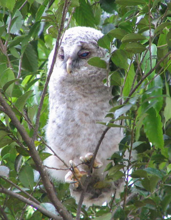 ���A�����Ĕ��ڂ�