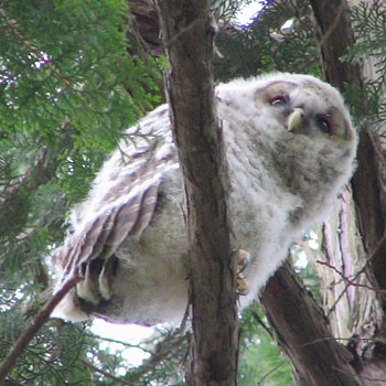 �����A�Q���g