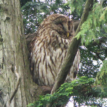 �e�̓f�W�X�R