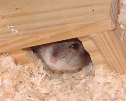 �Ɛ��w�͌����n�i