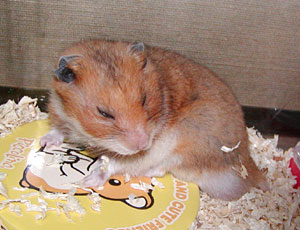 �Ȃɂ��������H