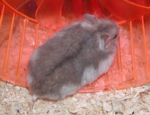 ���藎����