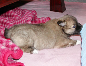 �ł��\���V�ł�