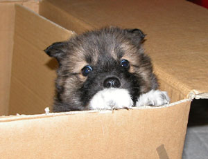 �̂Č�������v���o����