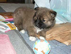 �{�[���V�т����邵