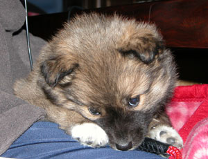 �G�̏�ł��Q�܂�