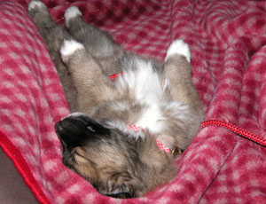 ����ȐQ�����ł���