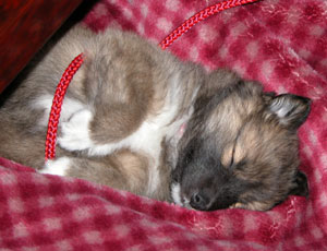 �Q�Ԃ���ł��ď�����m�炸