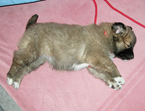 ���炵���Q�邱�Ƃ�