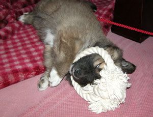 ���ڂ��o���ĐQ���܂�