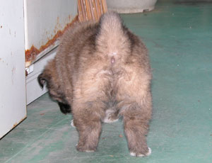 �ۂ����K���l�C�Ȃ�