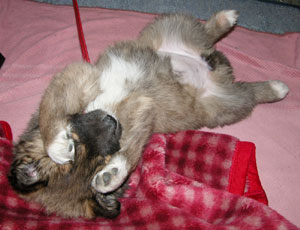 �ڂ����䂢